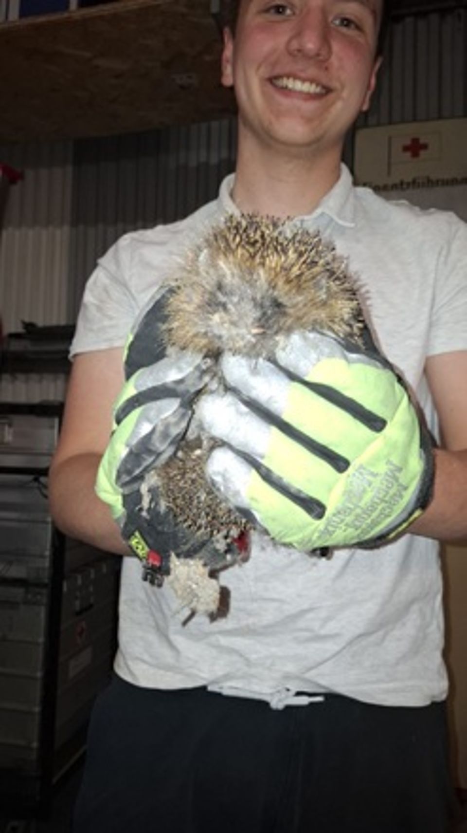 Igel in der Bereitschaft