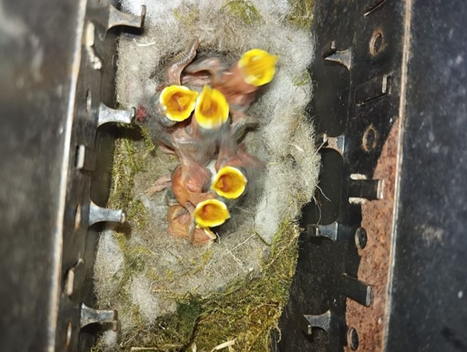 Vogelnest im Briefkasten