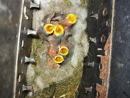 Vogelnest im Briefkasten